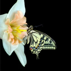 Schmetterlings-Garten Zwiebeln -Saemereien schmetterling garten zwiebeln miscbox4