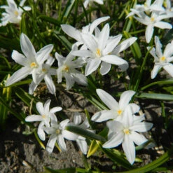 Schneeglanz 'Alba' Zwiebeln