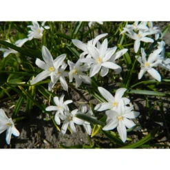 Schneeglanz 'Alba' Zwiebeln -Saemereien schneeglanz alba chionodoxa luciliae zwiebeln3
