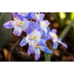Schneeglanz 'Blue' Zwiebeln -Saemereien schneeglanz blue giant chionodoxa forbesii zwiebeln2