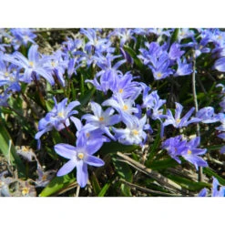 Schneeglanz 'Blue' Zwiebeln -Saemereien schneeglanz blue giant chionodoxa forbesii zwiebeln3