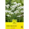 Schneeglöckchen 'Flore Plenu' Zwiebeln -Saemereien schneegloeckchen flore plenui galanthus nivalis zwiebeln