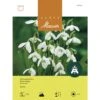 Schneeglöckchen Zwiebeln -Saemereien schneegloeckchen galanthus ikariae 50 knollen