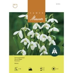 Schneeglöckchen Zwiebeln