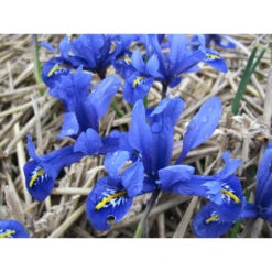 Netzblatt-Schwertlilie 'Harmony' Knollen -Saemereien schwertlilie harmony iris reticulata knollen3
