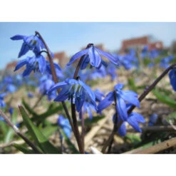Sibirischer Blaustern Zwiebeln -Saemereien sibirischer blaustern scilla siberica zwiebeln3