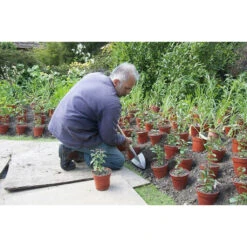 Kleiner Spitzspaten Great Dixter Sneeboer -Saemereien sneeboer kleiner spitzspaten great dixter2