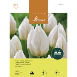 Späte Tulpe 'White Prince' Zwiebeln