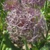 Sternkugellauch 'Christophii' Zwiebeln -Saemereien sternkugellauch christophii allium zwiebeln