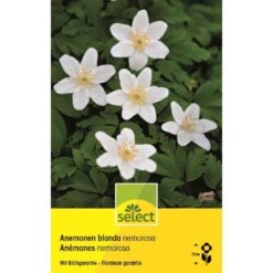 Strahlenanemone 'Nemerosa' Zwiebeln