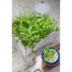 SUNLiTE Venso EcoSolution -Saemereien sunlite weiss venso eco solution3