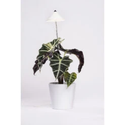 SUNLiTE Venso EcoSolution -Saemereien sunlite weiss venso eco solution4