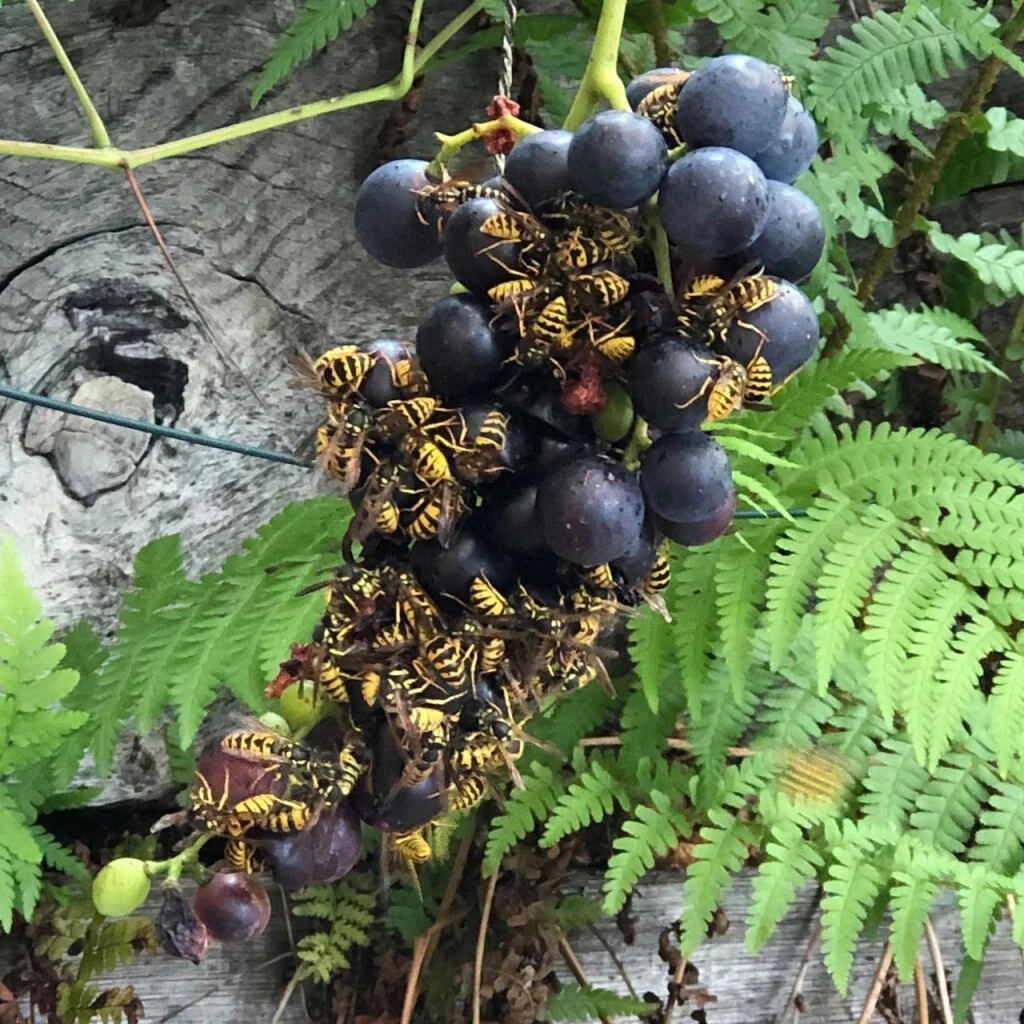 Trauben-Schutztasche 5 Trauben-Schutztasche – Bild 3