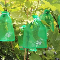 Trauben-Schutztasche 9 Trauben-Schutztasche -Saemereien trauben schutztasche4