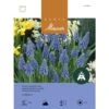Traubenhyazinthe Zwiebeln -Saemereien traubenhyazinthe muscari armeniacum 75 zwiebeln
