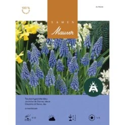 Traubenhyazinthe Zwiebeln