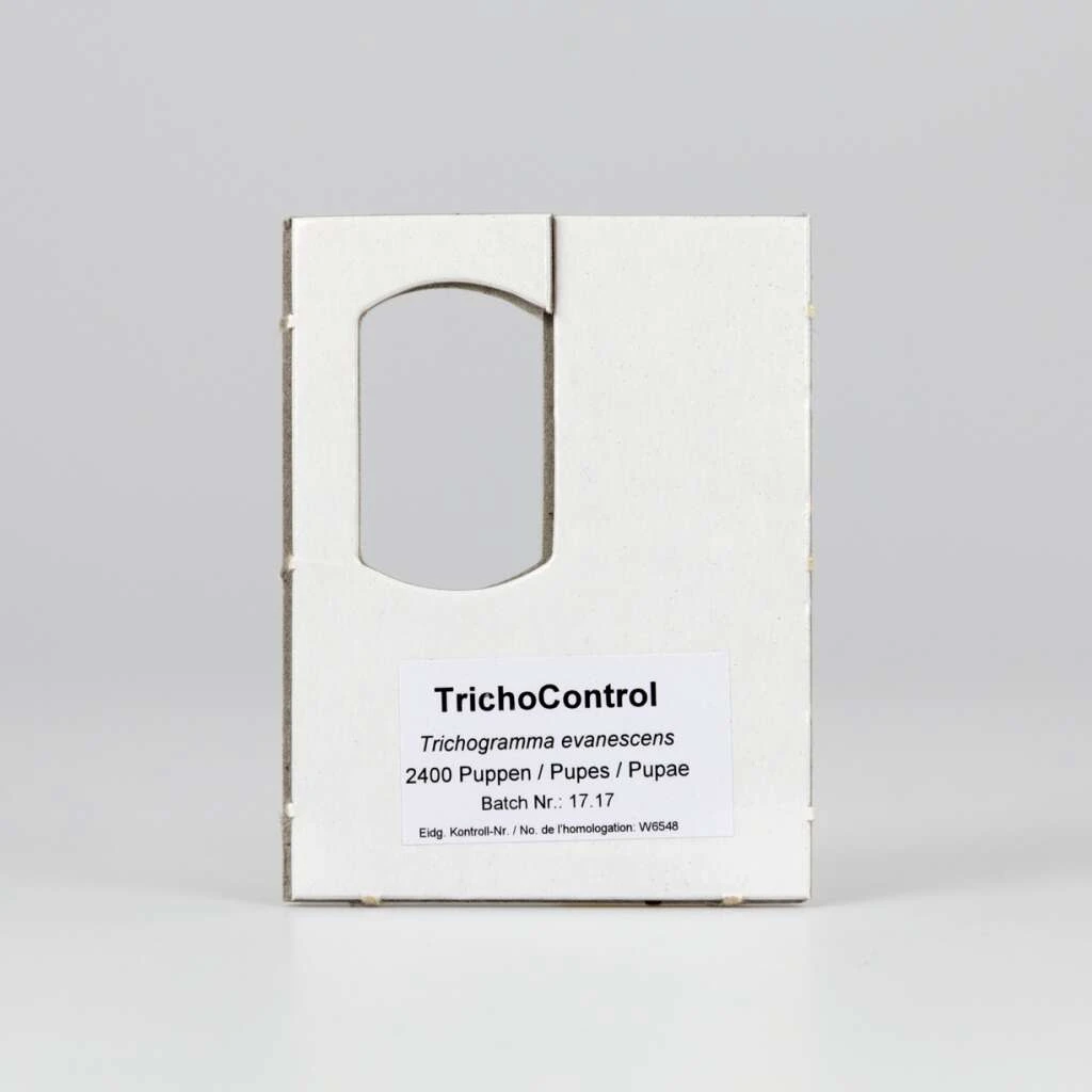 Tricho-Schlupfwespen 3 Tricho-Schlupfwespen