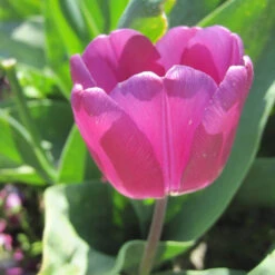Triumph-Tulpe 'Purple Flag' Zwiebeln