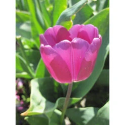 Triumph-Tulpe 'Purple Flag' Zwiebeln -Saemereien triumph tulpe sunny prince tulipa zwiebeln3