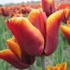 Triumph-Tulpe 'Abu Hassan' Zwiebeln -Saemereien tulpe abu hassan tulipa zwiebeln