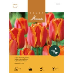 Darwin-Hybrid-Tulpe 'Apeldoorns Elite' Zwiebeln