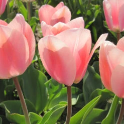 Frühe Tulpe 'Apricona' Zwiebeln