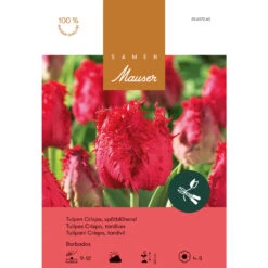 Crispa-Tulpe 'Barbados'