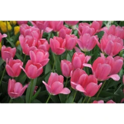 Ausgewählte Produkte -Saemereien tulpe big love tulipa zwiebeln2