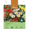 Botanische Tulpe 'Miniatur-Mischung' Zwiebeln -Saemereien tulpe botanische miniatur mischung tulipa zwiebeln