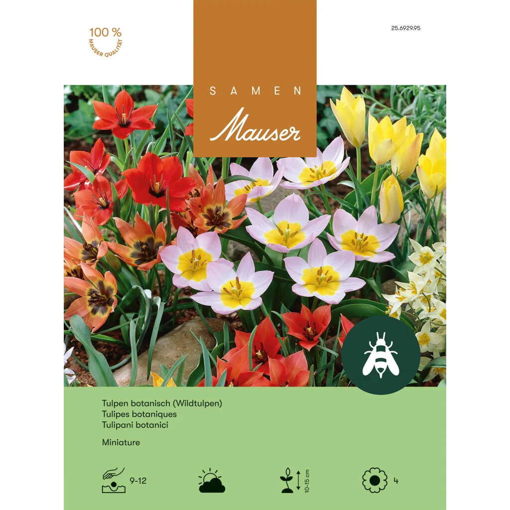 Botanische Tulpe 'Miniatur-Mischung' Zwiebeln 3 Botanische Tulpe 'Miniatur-Mischung' Zwiebeln