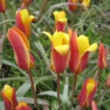 Wildtulpe 'Chrysantha' Zwiebeln -Saemereien tulpe chrysantha tulipa clusiana var zwiebeln