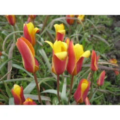 Wildtulpe 'Chrysantha' Zwiebeln -Saemereien tulpe chrysantha tulipa clusiana var zwiebeln3