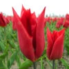 Triumph-Tulpe 'Deshima' Zwiebeln -Saemereien tulpe deshima tulipa zwiebeln