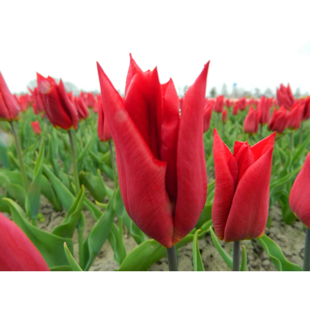 Triumph-Tulpe 'Deshima' Zwiebeln 4 Triumph-Tulpe 'Deshima' Zwiebeln – Bild 2