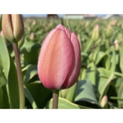 Ausgewählte Produkte -Saemereien tulpe design impression tulipa zwiebeln2