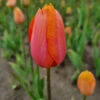 Späte, Einfache Tulpe 'Dordogne' Zwiebeln -Saemereien tulpe dordogne tulipa zwiebeln