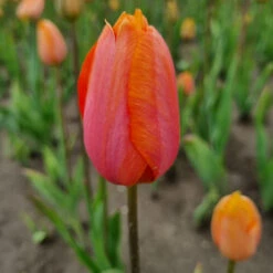 Späte, Einfache Tulpe 'Dordogne' Zwiebeln