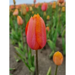 Späte, Einfache Tulpe 'Dordogne' Zwiebeln 5 Späte, Einfache Tulpe 'Dordogne' Zwiebeln -Saemereien tulpe dordogne tulipa zwiebeln2