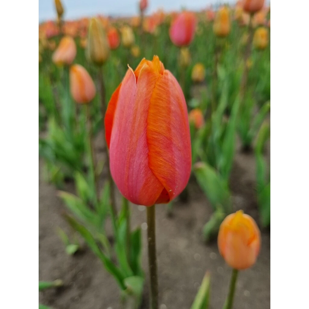 Späte, Einfache Tulpe 'Dordogne' Zwiebeln 4 Späte, Einfache Tulpe 'Dordogne' Zwiebeln – Bild 2