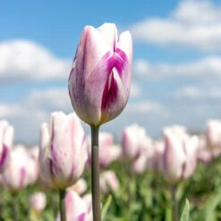 Triumph-Tulpe 'Flaming Flag' Zwiebeln