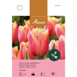 Crispa-Tulpe 'Lambada' Zwiebeln