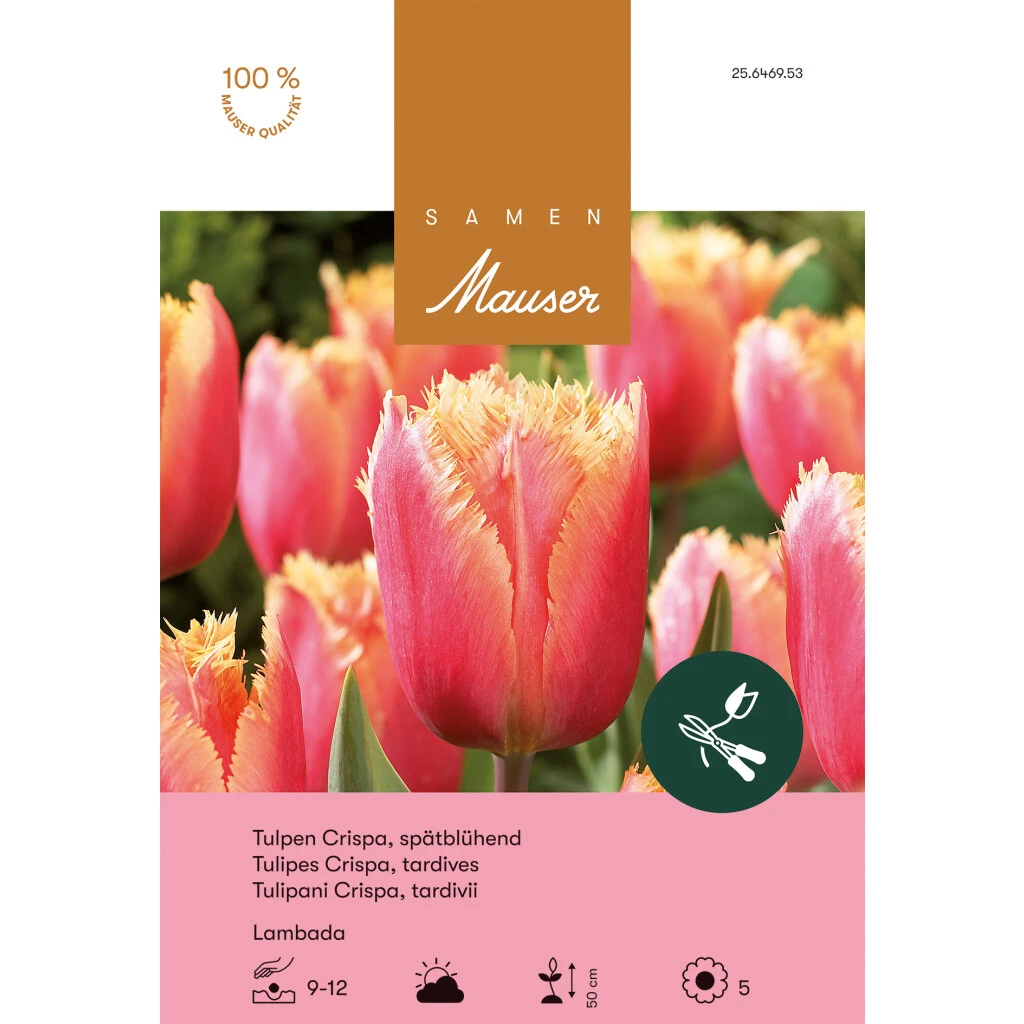 Crispa-Tulpe 'Lambada' Zwiebeln 3 Crispa-Tulpe 'Lambada' Zwiebeln