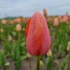 Späte, Einfache Tulpe 'Menton' Zwiebeln -Saemereien tulpe menton tulipa zwiebeln
