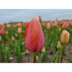Späte, Einfache Tulpe 'Menton' Zwiebeln -Saemereien tulpe menton tulipa zwiebeln2