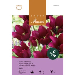 Lilienblütige Tulpe 'Merlot' Zwiebeln