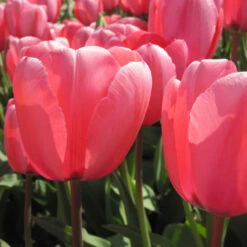 Darwin-Tulpe 'Pink Impression' Zwiebeln