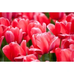 Ausgewählte Produkte -Saemereien tulpe pink impression tulipa zwiebeln2