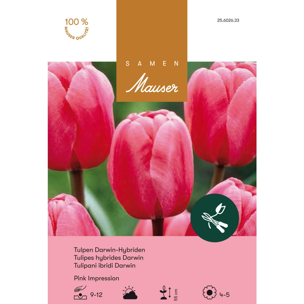 Darwin-Hybrid-Tulpe 'Pink Impression' Zwiebeln 3 Darwin-Hybrid-Tulpe 'Pink Impression' Zwiebeln