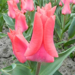 Fosteriana-Tulpe 'Portland' Zwiebeln