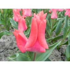 Fosteriana-Tulpe 'Portland' Zwiebeln -Saemereien tulpe portland tulipa zwiebeln3